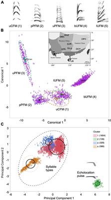 Geographic Variation in Social Vocalizations of the Great Himalayan Leaf-Nosed Bat, Hipposideros armiger: Acoustic Overflow Across Population Boundaries